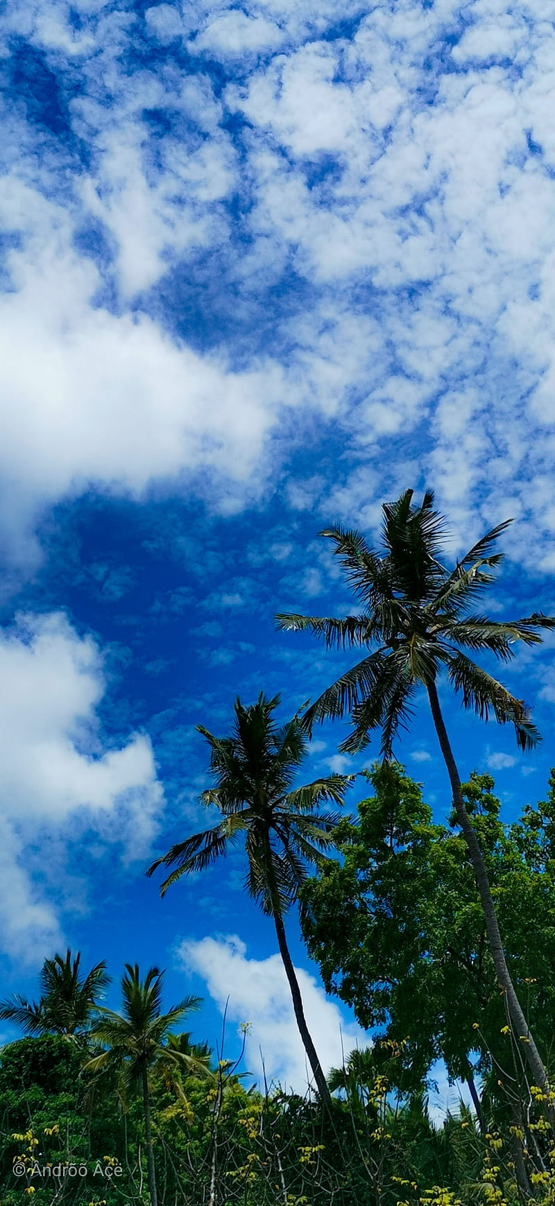 Blue Sky, beach, blue, green, nature, palm, sky, HD phone wallpaper | Peakpx
