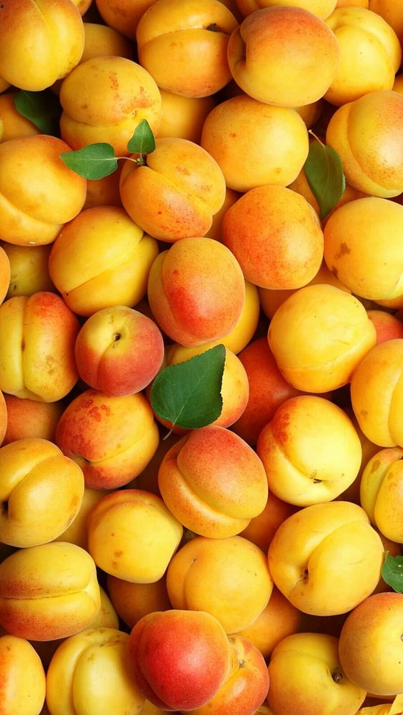 Apricot, fruit, HD phone wallpaper