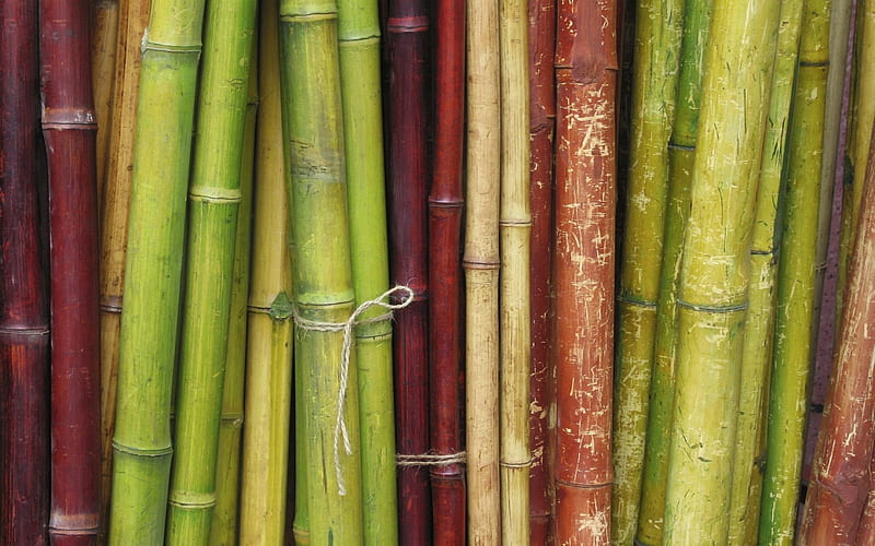 Bamboo, red, green, stripe, texture, HD wallpaper