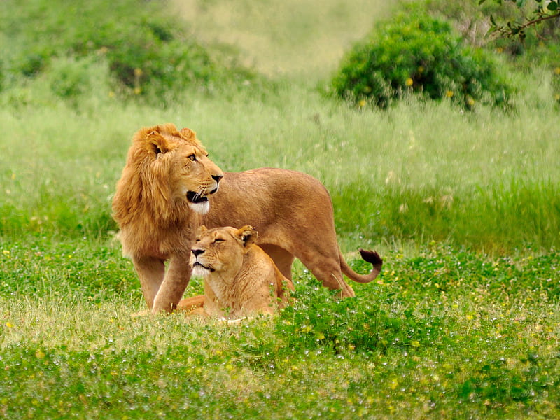 Male and female lions, male, female, grass, lion, animal, HD wallpaper |  Peakpx