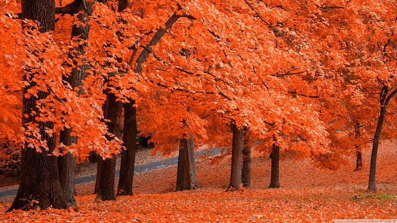 Leafage, fall, red, autumn, orange, foliage, leaves forest park, leaf, tree, colours, nature, scene, landscape, HD wallpaper