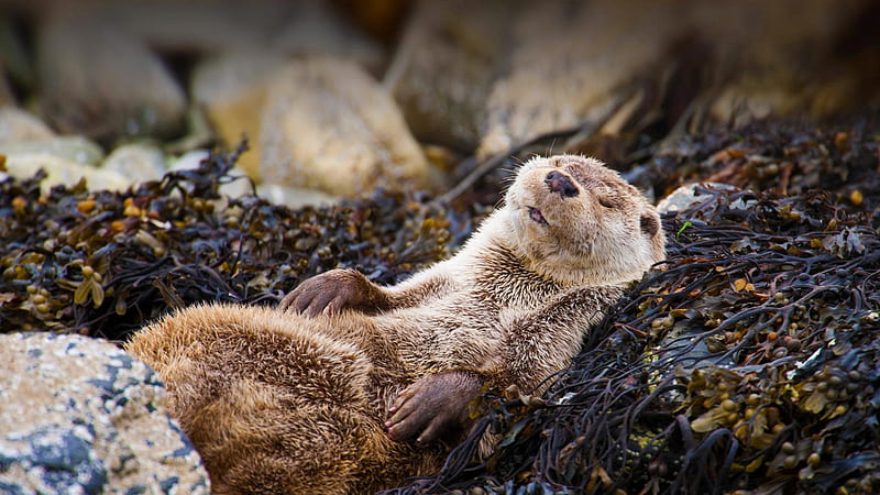 otter, lying down, sleeping, Animal, HD wallpaper