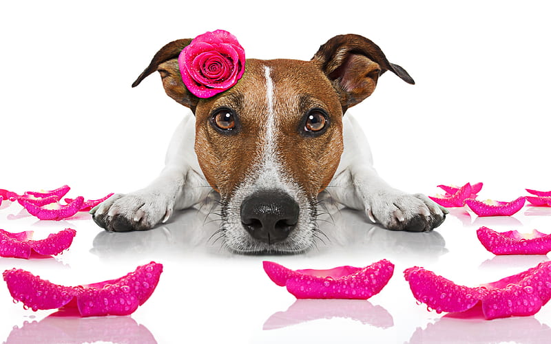 Jack Russell Terrier purple rose, dog with flower, pets, dogs, cute animals, Jack Russell Terrier Dog, HD wallpaper