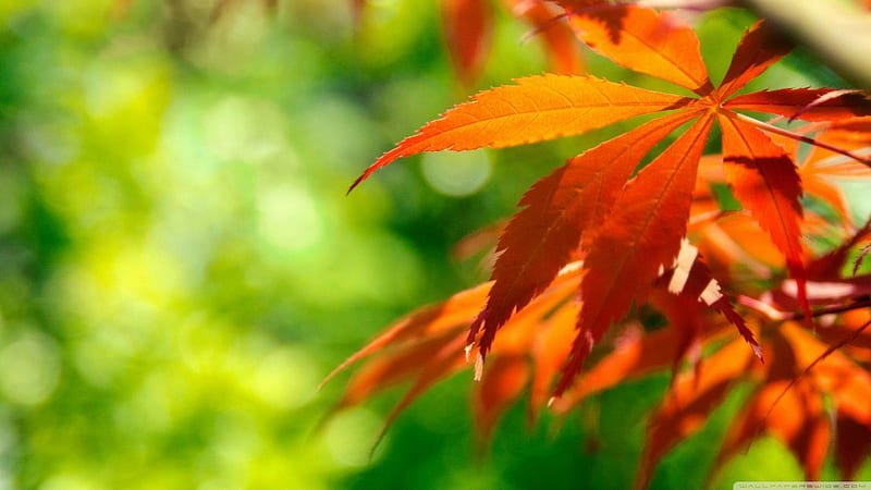 Orange fall leaves against green, red, fall, japan, autumn, orange, maple, abstract, leaf, leaves, graphy, japanese maple, macro, nature, colours, HD wallpaper