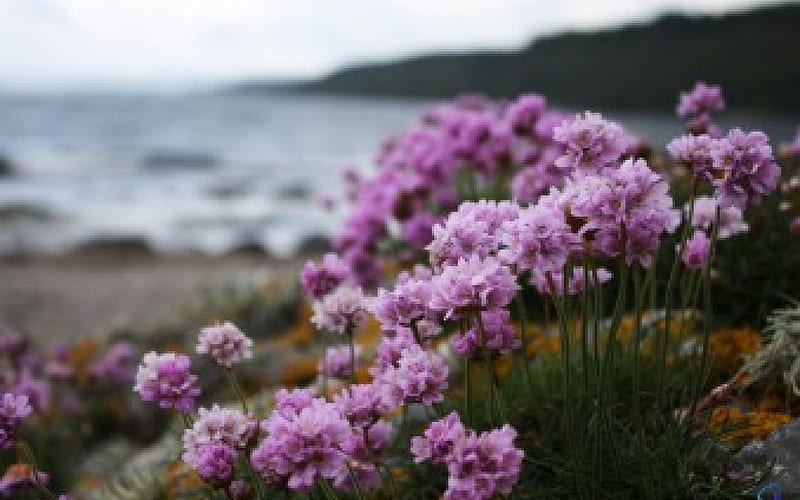 Lilac Flowers on the Beach, flowers, nature, lilacs, beaches, HD wallpaper