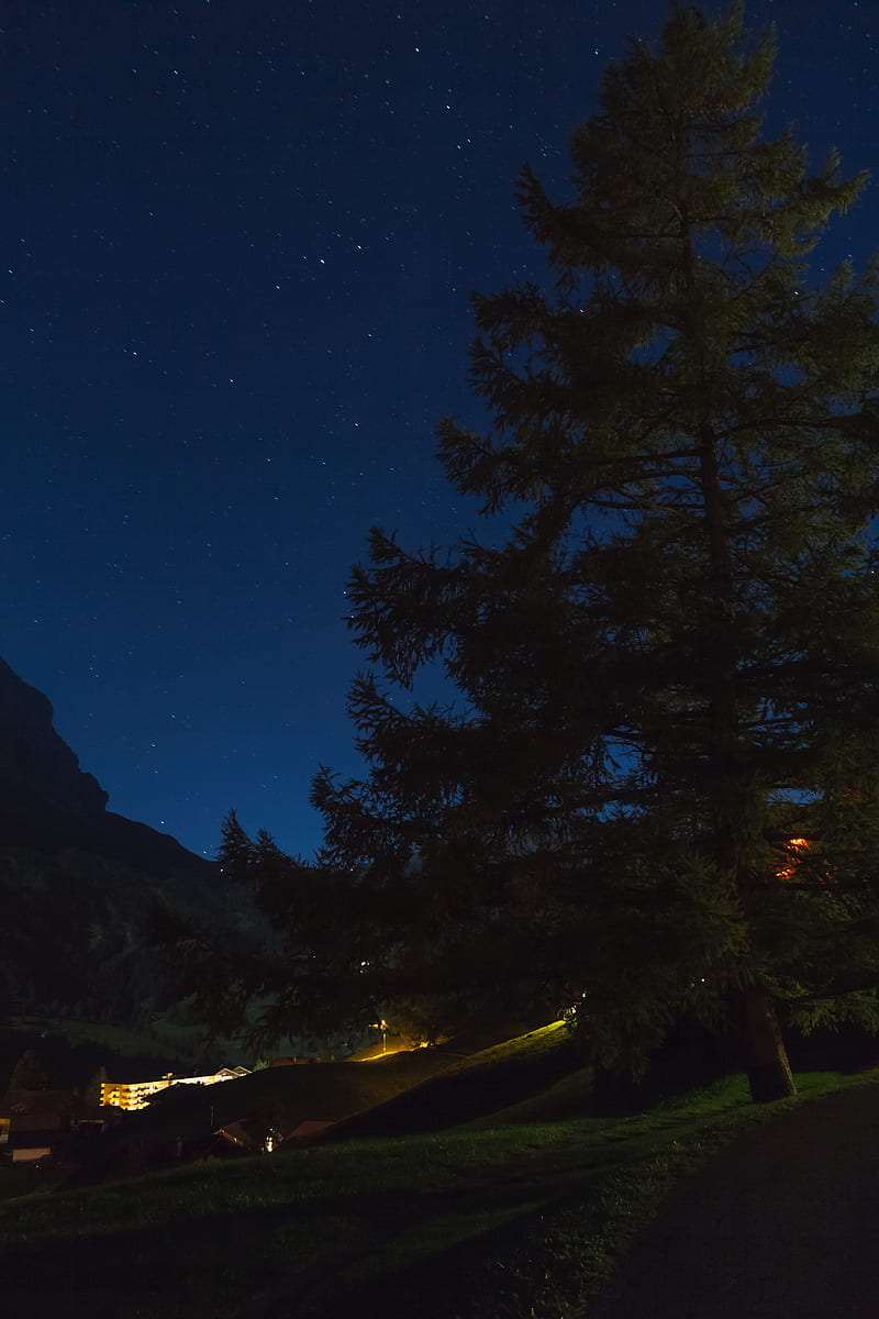 tree, night, starry sky, grass, HD phone wallpaper