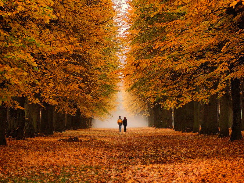 1920x1080px 1080p Free Download Autumn Walk Lovers Forest Fall Leaves Autu Walk Trees