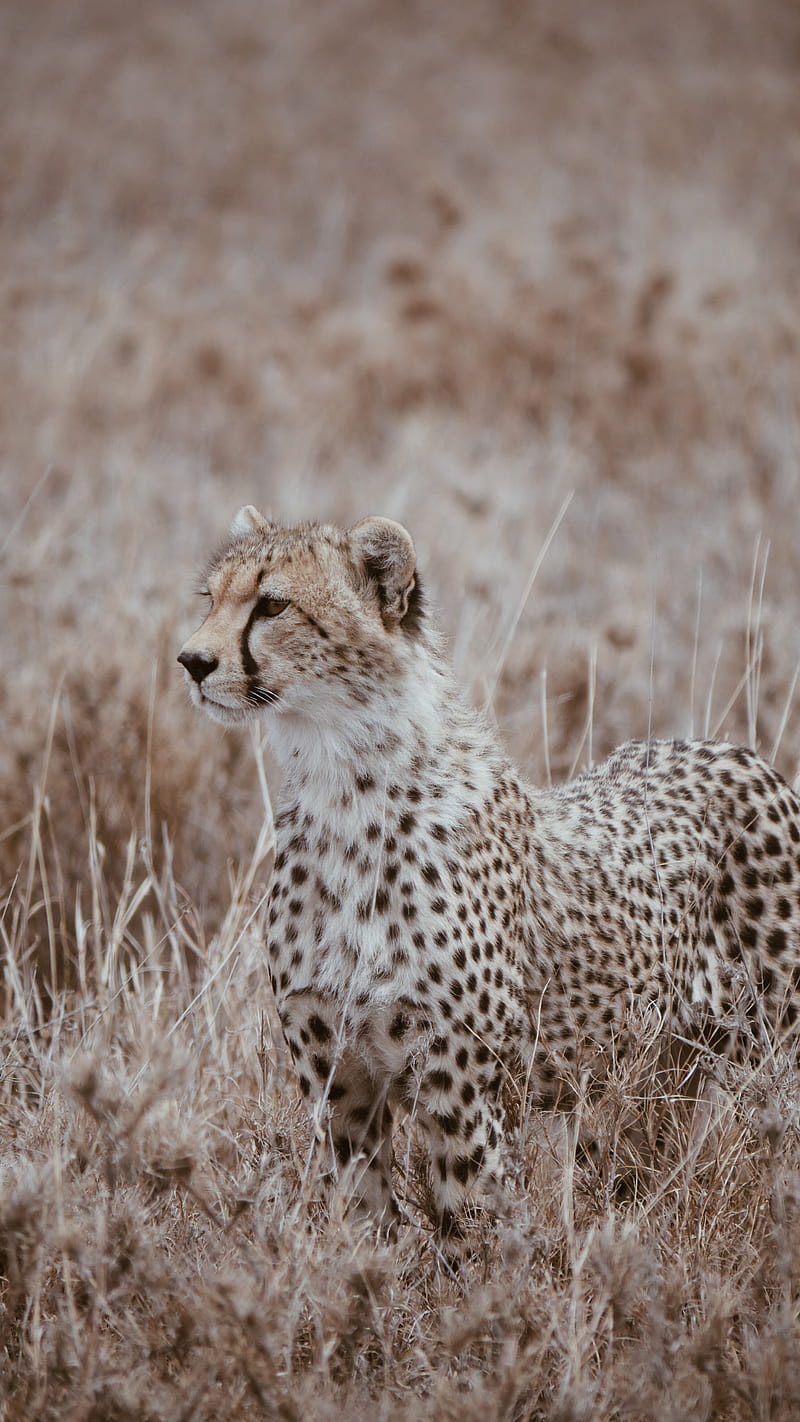 leopard, predator, big cat, grass, wildlife, HD phone wallpaper