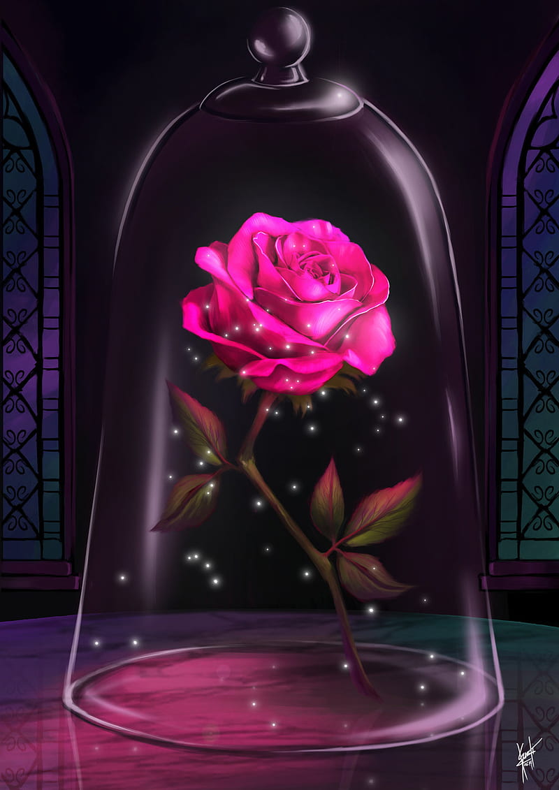 Beauty, pink, rose, HD phone wallpaper