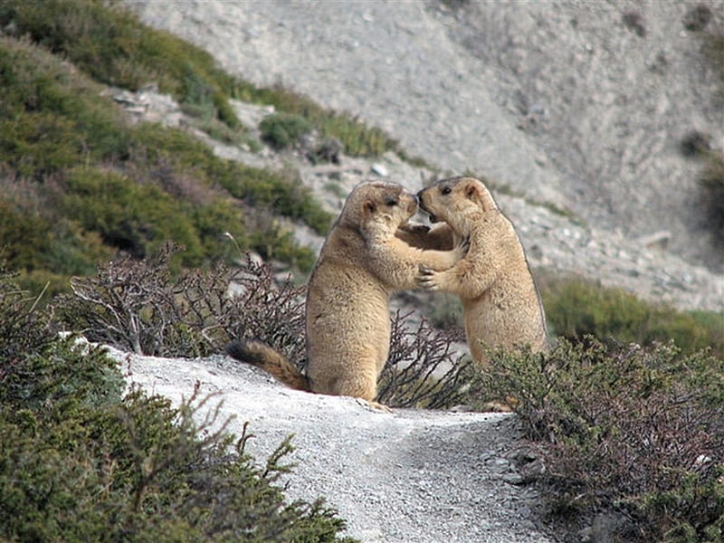 Lovable Marmots, world, rocks, amazing, travel, marmots, two, mountains Himalaya, nature, animals, HD wallpaper