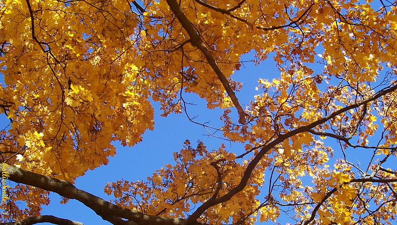 Look Up, It's Autumn!!!, cie1, maple, golden, yellow, sky, leaf, tree, leaves, gold, Norway Maple, maple tree, blue sky, fa11, branches, HD wallpaper