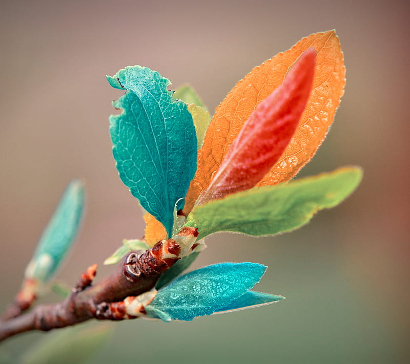 Leafs, color, leaf, nature, HD wallpaper