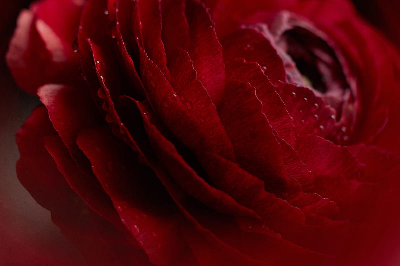 rose, flower, bud, macro, drops, HD wallpaper