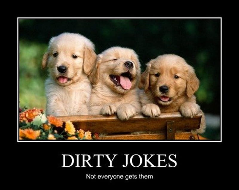 Dirty Jokes, funny dogs, funny, puppies, funny pics, HD wallpaper | Peakpx