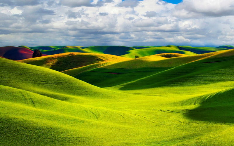 Rolling Wheat Fields, Washington, hills, curves, wheat, yellow, dips, sky, clouds, daylight, green, day, nature, field, blue, HD wallpaper