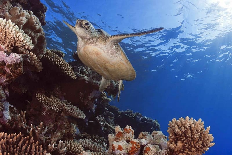Osprey Reef, turtle, coral, reed, osprey, HD wallpaper