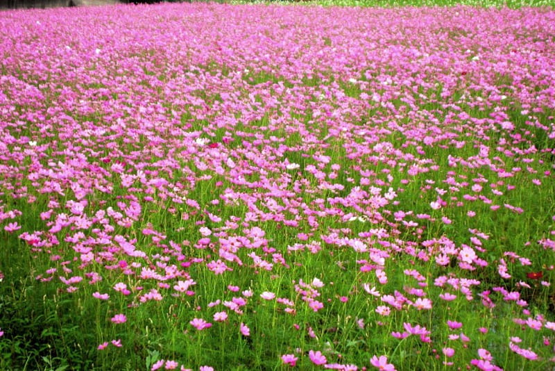 Fields of pink flowers, pretty, flower fields, bonito, cosmos, pink, HD wallpaper