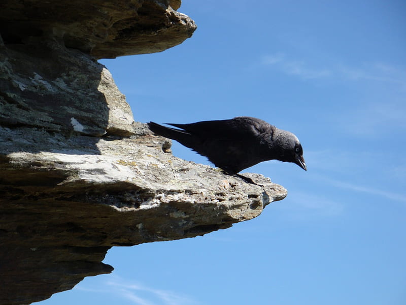 bird on a rock, hunt, rook family, cliffs, bird, HD wallpaper