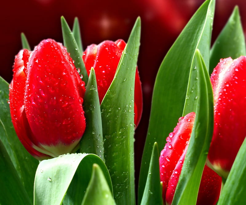 960x800px, birtay, garden, nature, red flowers, tulips, HD wallpaper ...