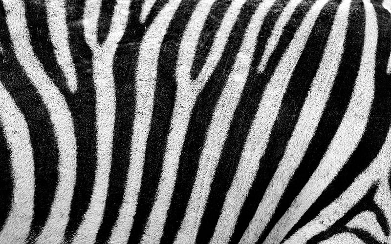 zebra texture white black background, zebra skin texture, black white stripes, striped skin, zebra background, zebra wool, HD wallpaper