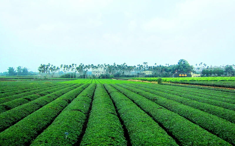 Tea plantation, house, scenery, tea fields, HD wallpaper