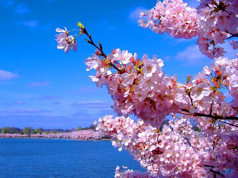 Cherry Blossoms, pretty, scenic, sakura blossom, bonito, floral, sea, cherry blossom, sweet, blossom, nice, japan, beauty, scenery, pink, blue, sakura, lovely, japanese, sky, water, flower, scene, HD wallpaper