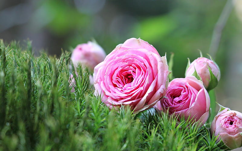 pink roses, green grass, beautiful pink flowers, roses, spring, floral background, HD wallpaper