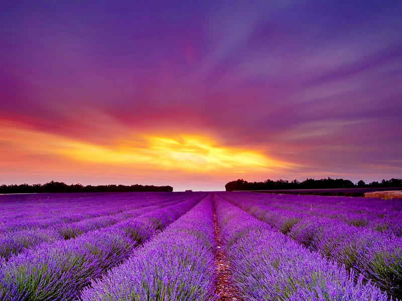 Lavender field, pretty, sun, lovely, bonito, sunset, lavender, sky, clouds, sundown, nice, rays, nature, sunrise, rows, field, meadow, HD wallpaper