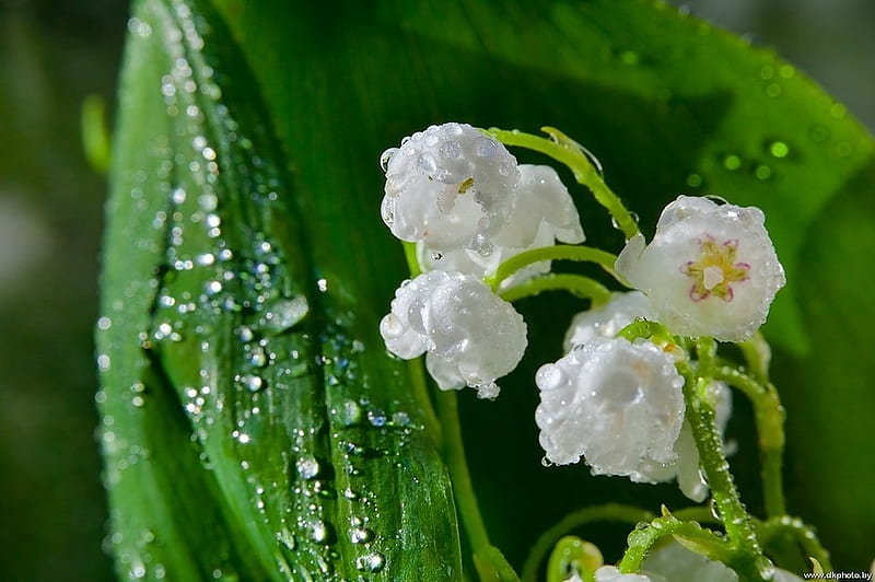 Lily of the valley, Drops, Leaves, Lilies, Flowers, HD wallpaper