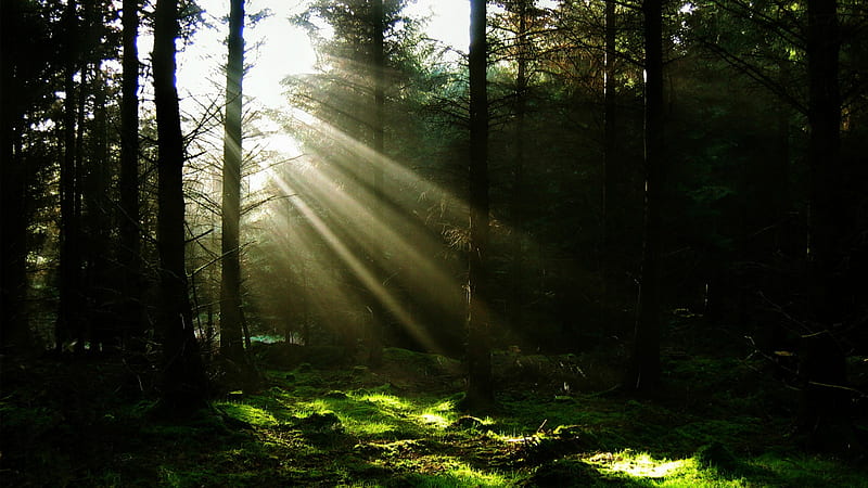 Forest Beams, forest, trees, sunlight, woods, HD wallpaper