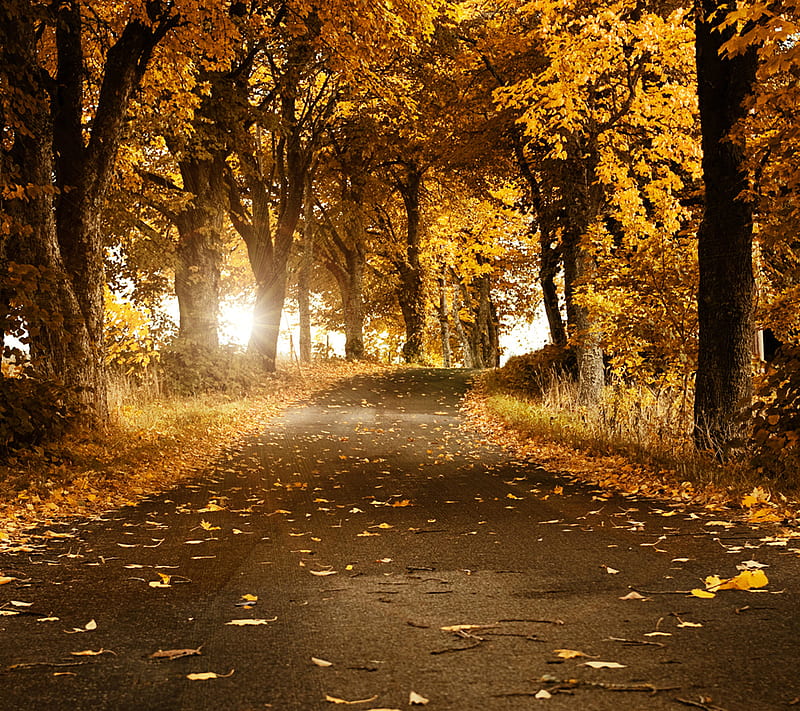 Autumn Road, HD wallpaper