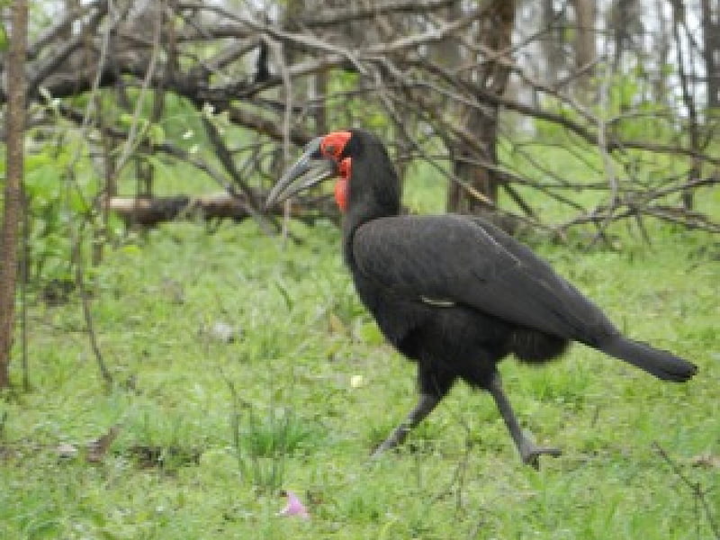 Ground Hornbill, slow down, what is the hurry, big strider, ugly bird, HD wallpaper