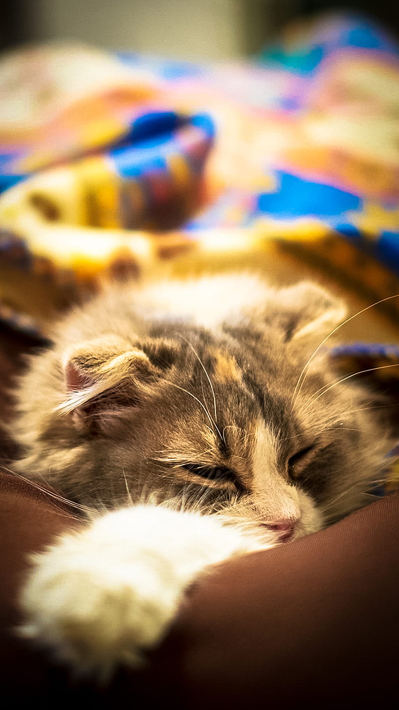 Sleepy Cat, animal, cute, lazy, HD phone wallpaper