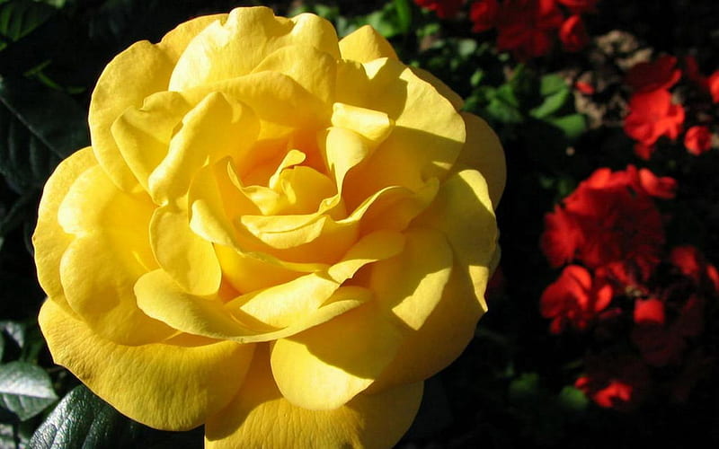 My friendship yellow rose., dom, joy, gladness, friendship, HD wallpaper