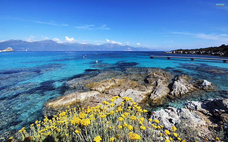 Corsica, beach, plants, ocean, HD wallpaper