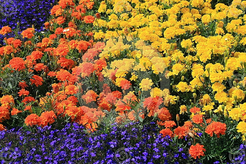 orange and yellow marigold, red, lovely, plants, flowers, yellow, nature, marigold, HD wallpaper