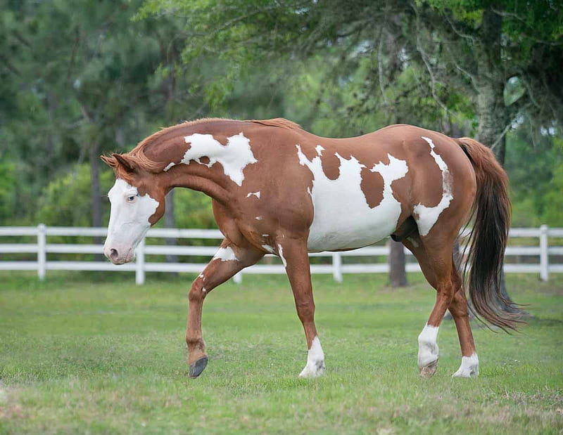WHITE SPOTS, pattern, brown, equine, white, horse, HD wallpaper