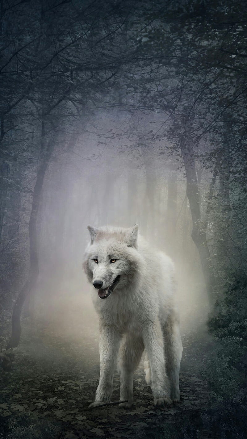 Lupo Bianco, wolf, icio, HD phone wallpaper