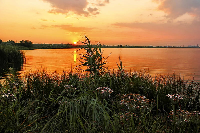 Lakeside Sunset, water, plants, flowers, reflection, clouds, sky, HD wallpaper