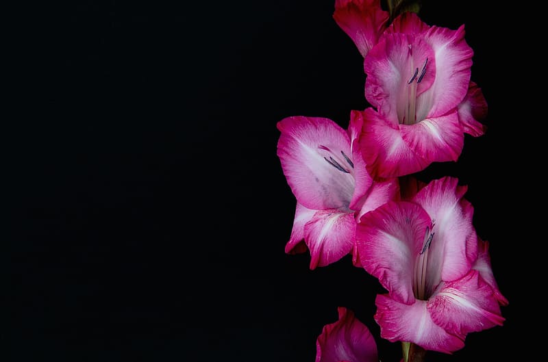 Flowers, Gladiolus, Flower, , Pink Flower, HD wallpaper