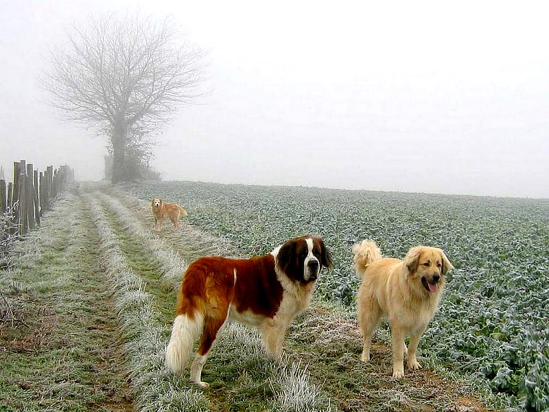 FUN IN THE MIST, three, fun, watching, dogs, field, fog, mist, HD wallpaper