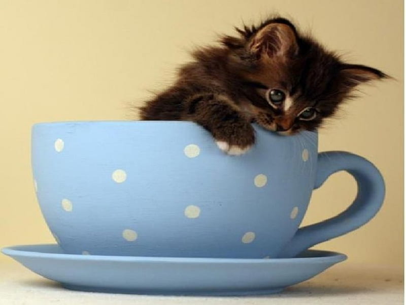 Time for tea, cat, animals, kitty, HD wallpaper | Peakpx