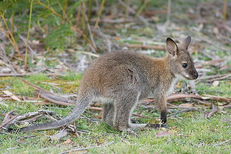 RED-NECKED WALLABY, gris, cute, wallaby, bush, HD wallpaper