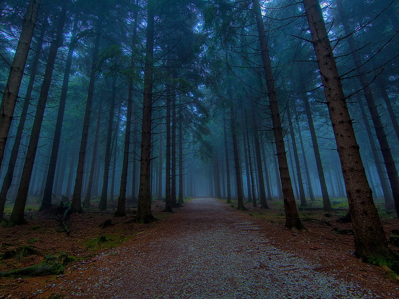 Path into darkness, forest, tree, path, nature, wood, night, HD wallpaper