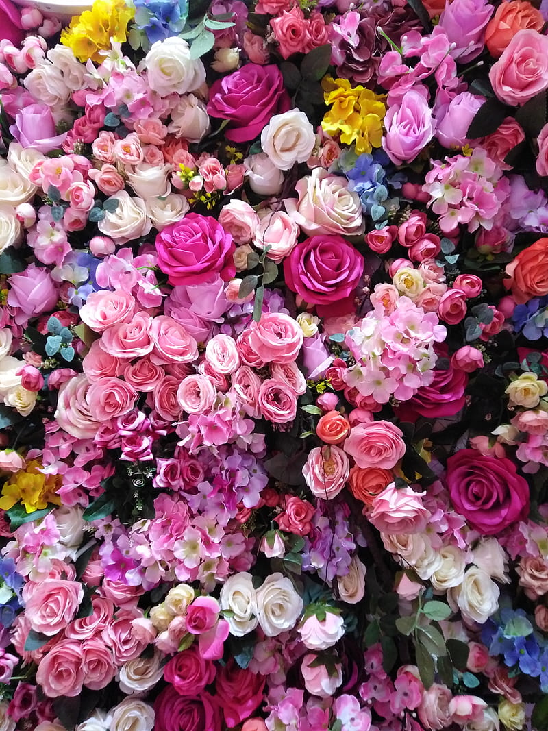 assorted-color rose flowers, HD phone wallpaper