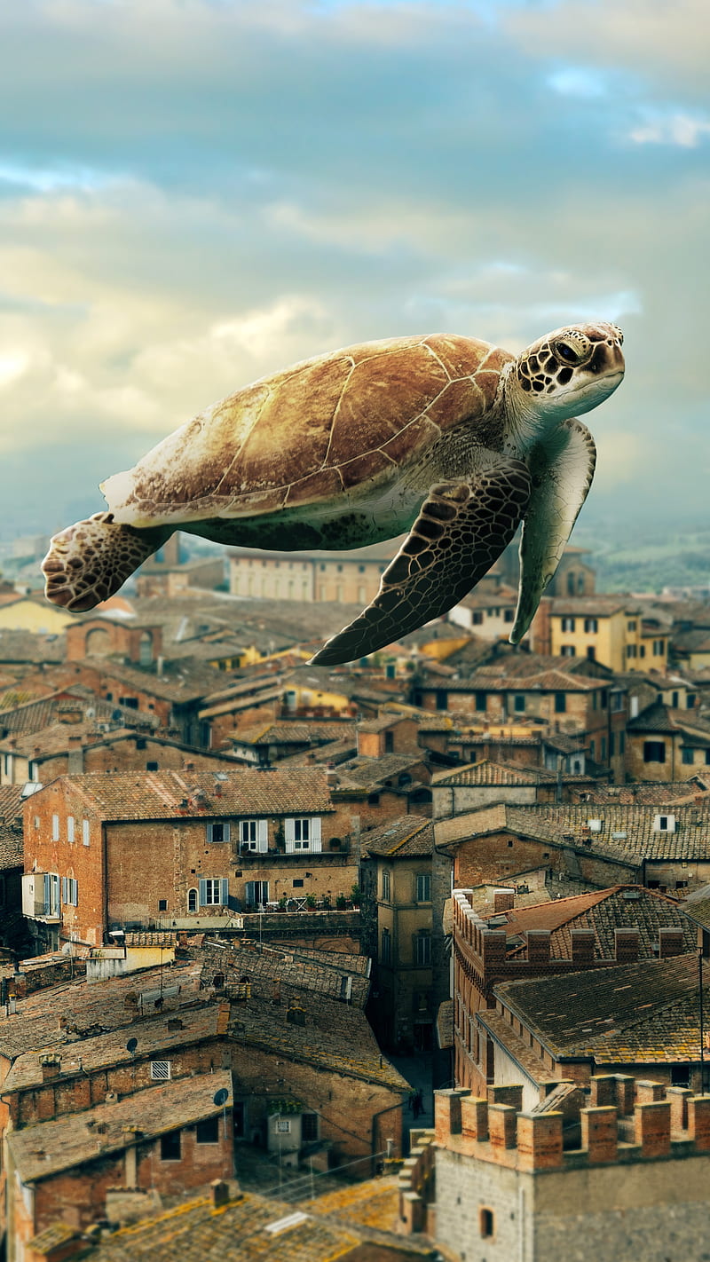 turtle art download for mac