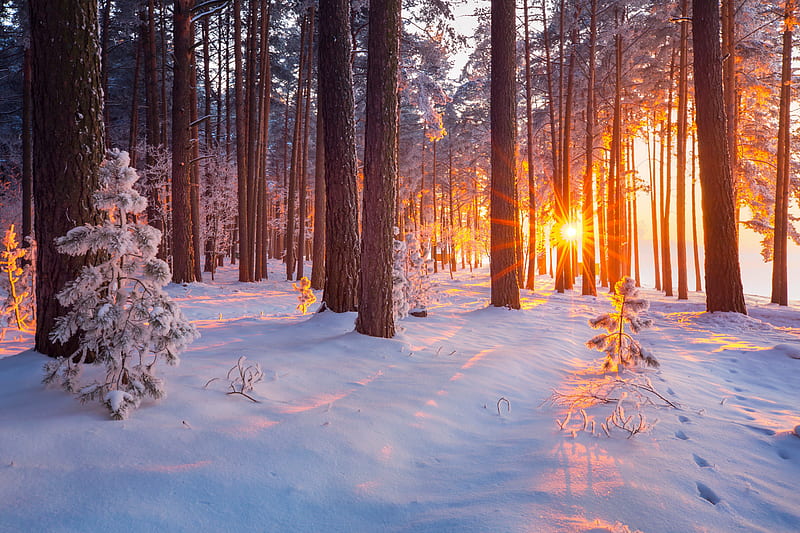 Snowy forest at sunrise, glow, rays, snow, morning, sunrise, trees, winter, forest, fiery, bonito, HD wallpaper