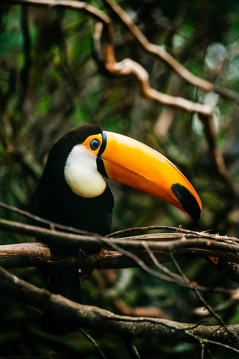 toucan, bird, beak, bright, branch, HD phone wallpaper