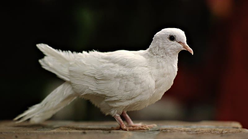 Baby pigeon, pigeon, cute, white, bird, HD wallpaper