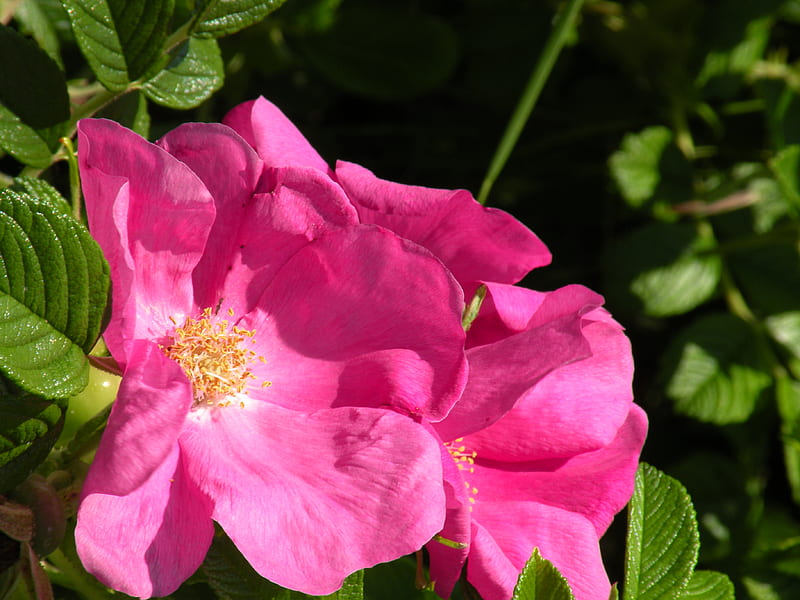 Rugosa rose, in full bloom, HD wallpaper